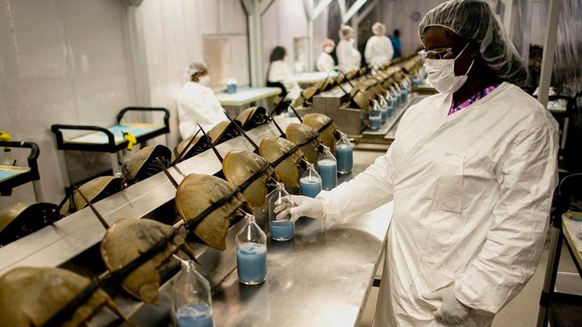 Aşı ve İlaç Testlerinde Kullanılan At Nalı Yengeçlerinin Nesli Tükenme Tehlikesiyle Karşı Karşıya