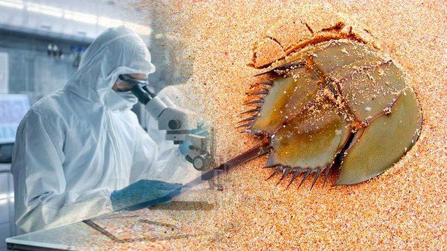 Aşı ve İlaç Testlerinde Kullanılan At Nalı Yengeçlerinin Nesli Tükenme Tehlikesiyle Karşı Karşıya