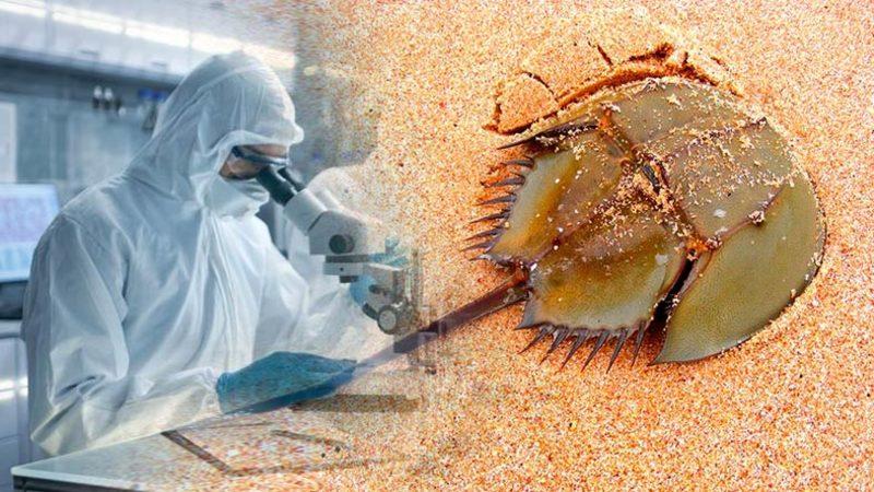 Aşı ve İlaç Testlerinde Kullanılan At Nalı Yengeçlerinin Nesli Tükenme Tehlikesiyle Karşı Karşıya