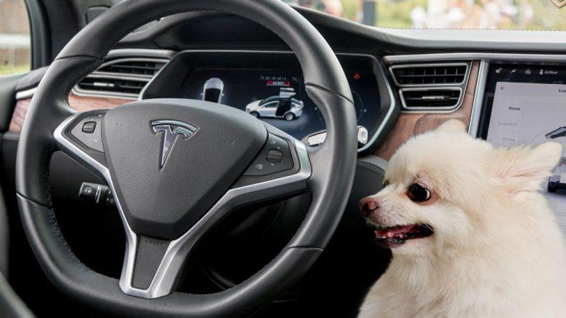 Ehliyeti Veterinerden Almış: Bir Köpek, Tesla’nın Sürücü Koltuğunda Görüntülendi (Video)