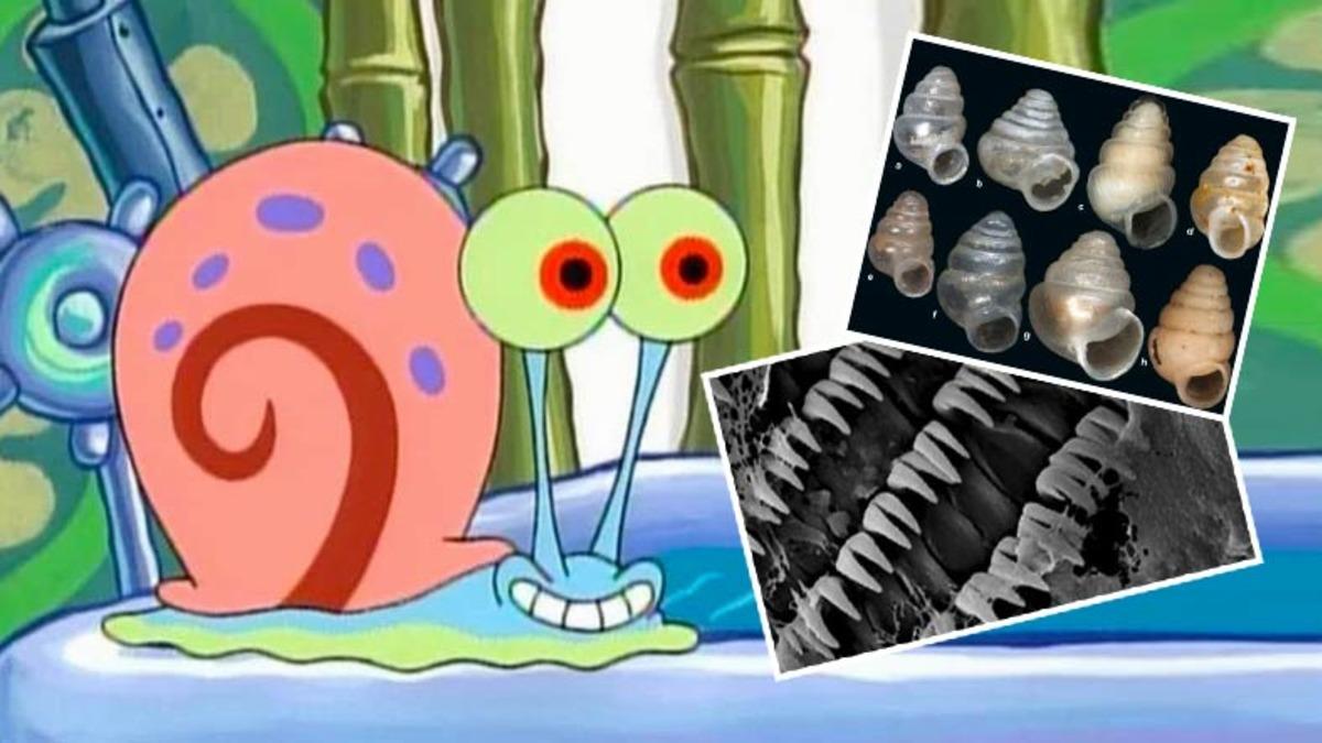 İki Uçlu Dişlere Sahip Olan Yeni Bir Salyangoz Türü Keşfedildi