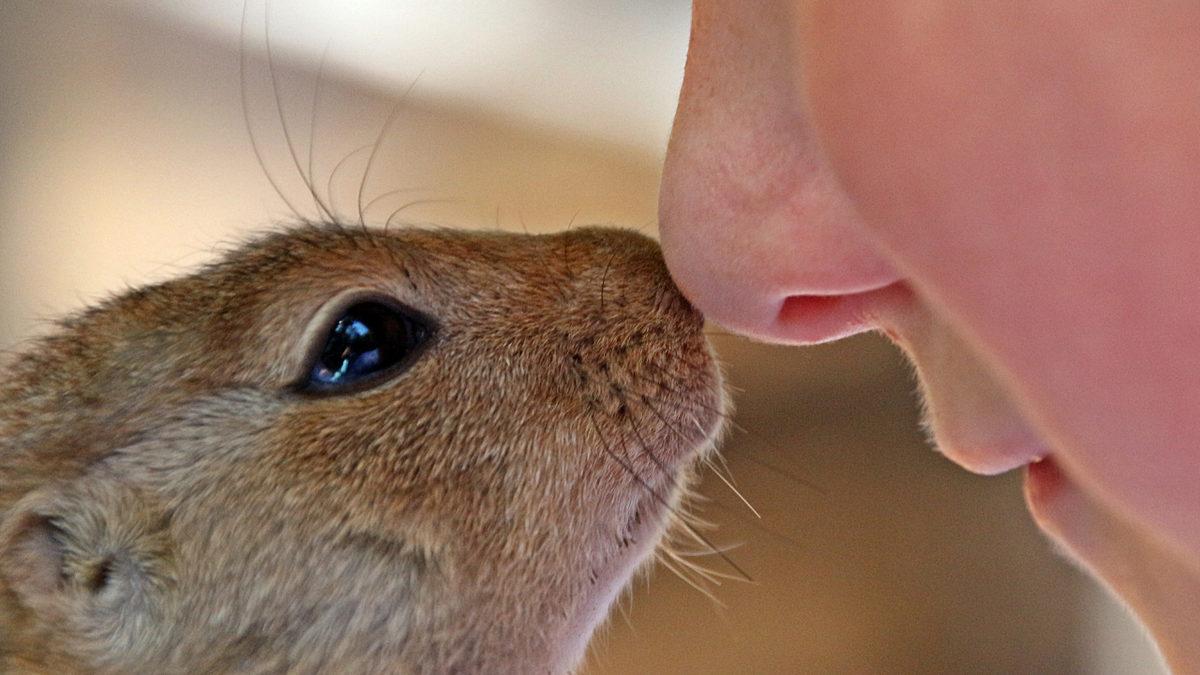 Vücudumuzdaki İstenmeyen Tüy ve Kılların İnanılmaz Görevlerini Öğrenince Epilasyona Tövbe Edebilirsiniz