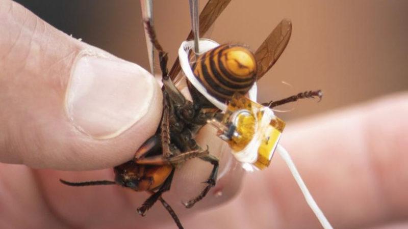 ABD’de Katil Eşek Arısı Paniği: Yuvaları Bir Türlü Tespit Edilemiyor