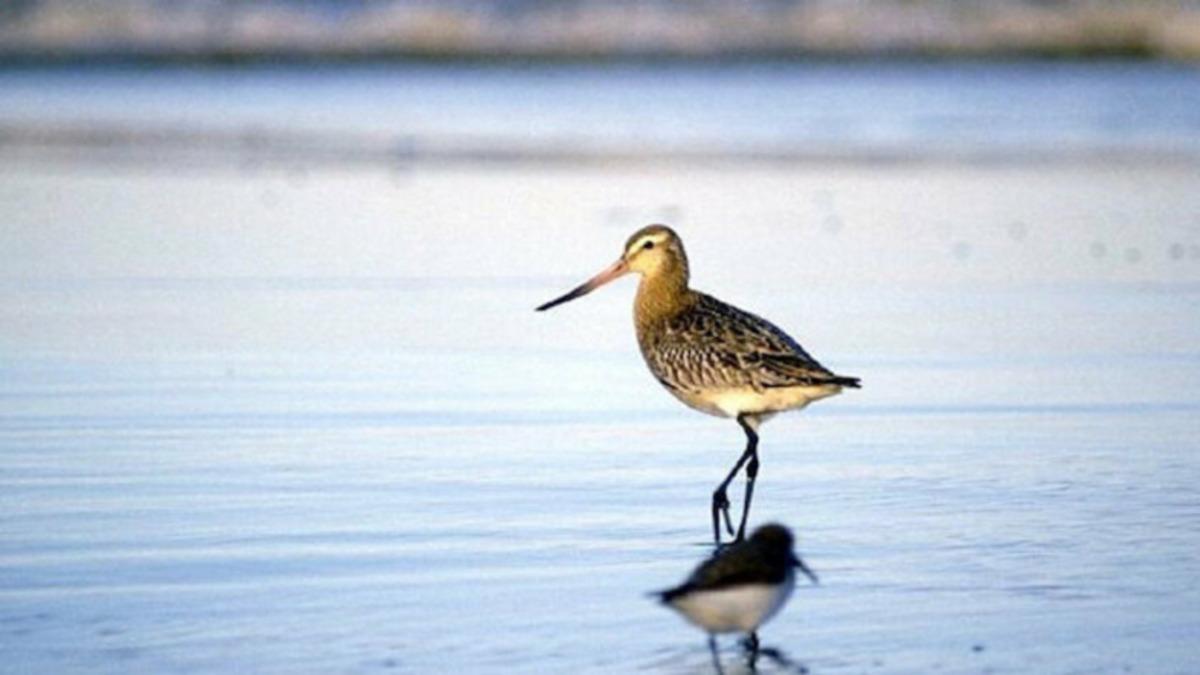Ülkemizde de Görülen Kıyı Çamur Çulluğu Kuşu, Durmaksızın Uçuş Rekorunu Kırdı