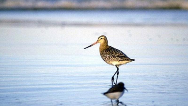 Ülkemizde de Görülen Kıyı Çamur Çulluğu Kuşu, Durmaksızın Uçuş Rekorunu Kırdı