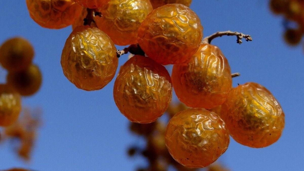 Çamaşır Deterjanları Yerine Kullanılan İlginç Bitki: Soapberry Nedir, Deterjandan Daha mı Etkili?