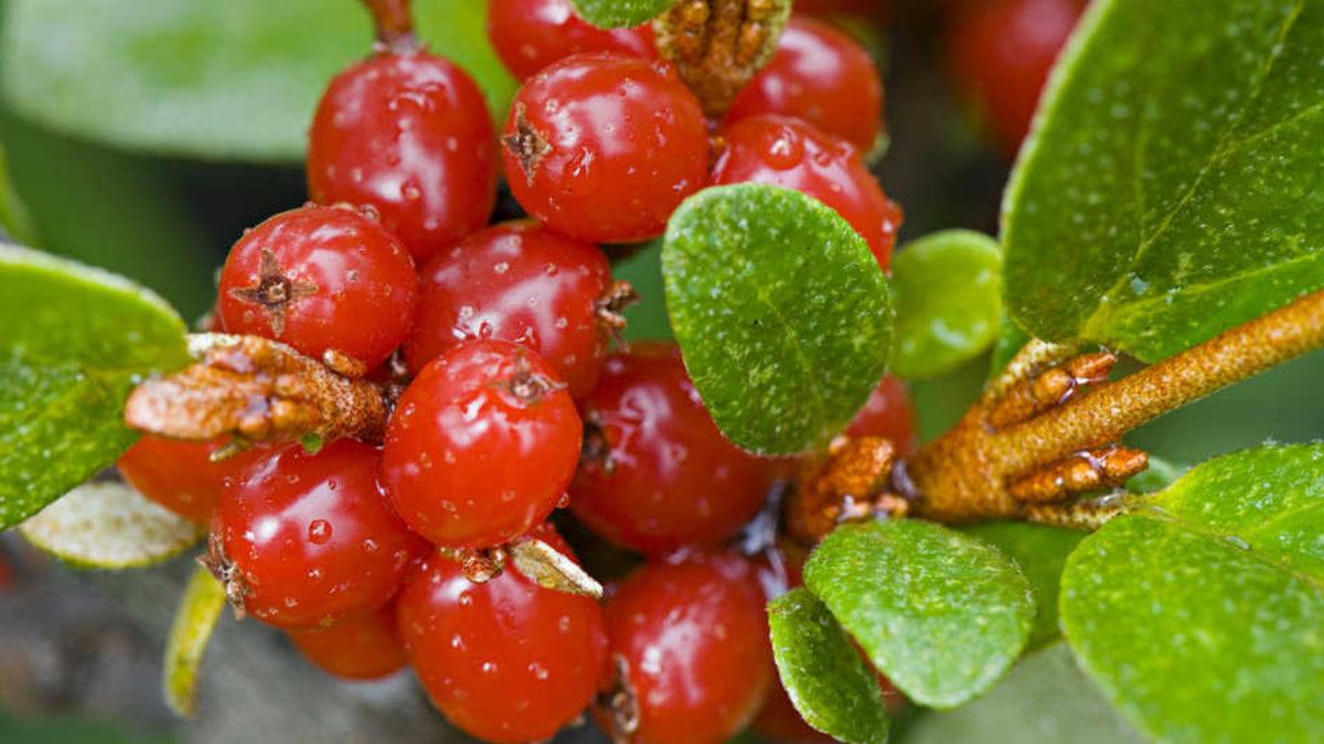 Çamaşır Deterjanları Yerine Kullanılan İlginç Bitki: Soapberry Nedir, Deterjandan Daha mı Etkili?