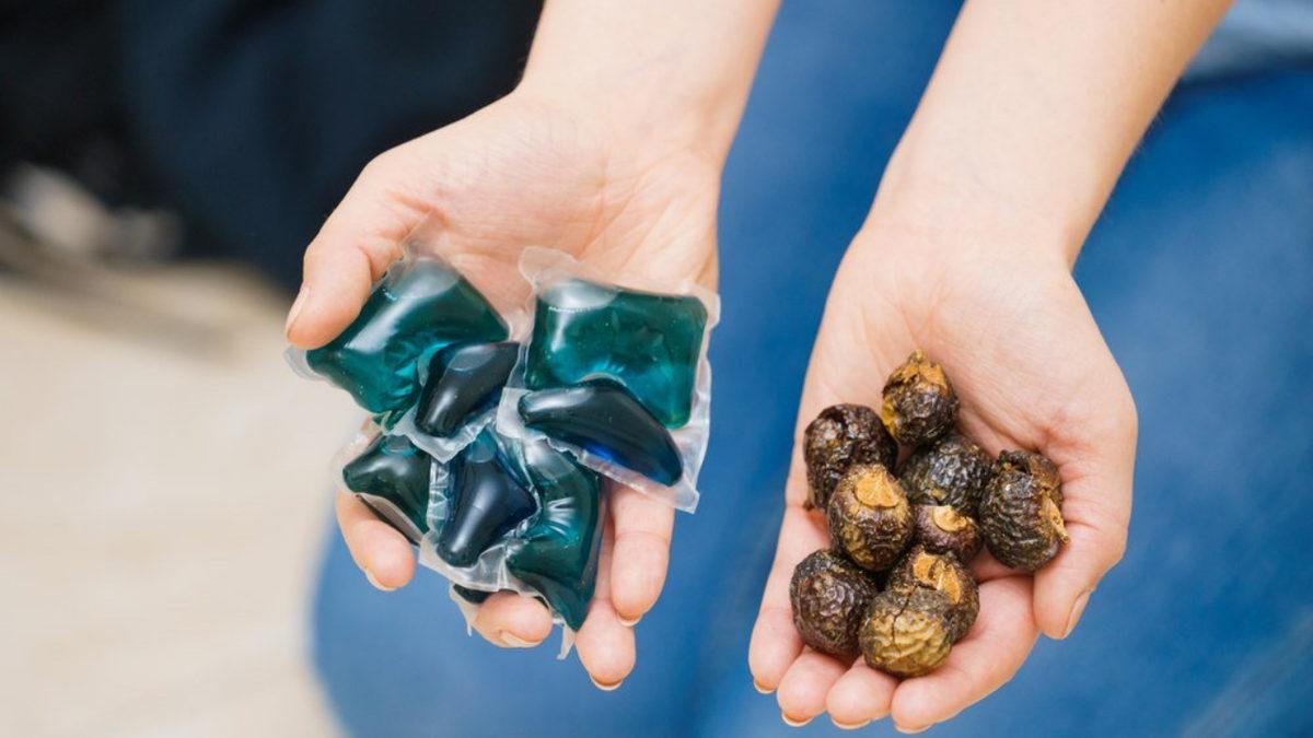 Çamaşır Deterjanları Yerine Kullanılan İlginç Bitki: Soapberry Nedir, Deterjandan Daha mı Etkili?