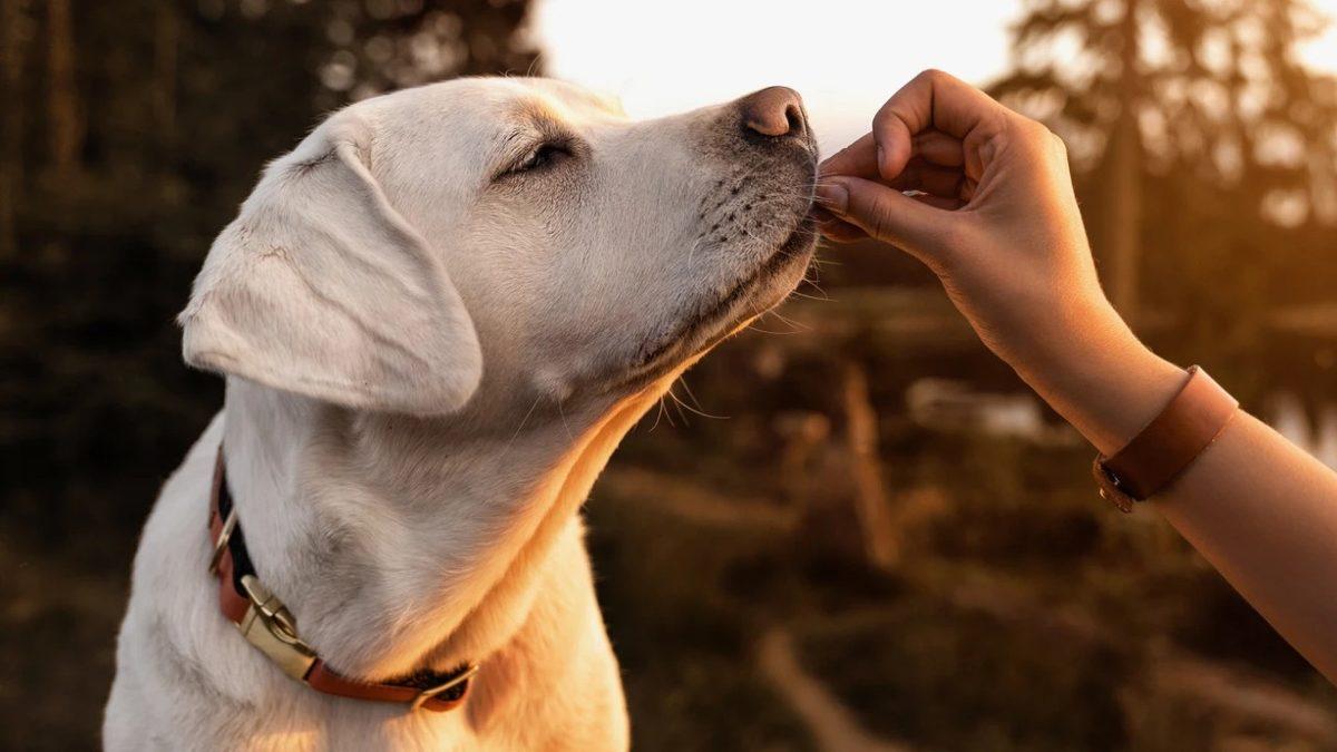 Köpekler Beden Diliyle Aslında Ne Anlatmak İstiyor? Konuşuyorlar Ama Biz Duymuyoruz...