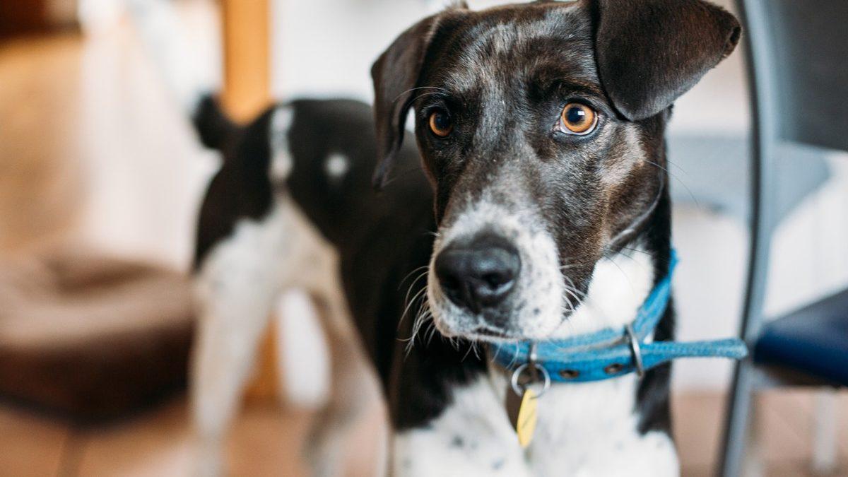 Köpekler Beden Diliyle Aslında Ne Anlatmak İstiyor? Konuşuyorlar Ama Biz Duymuyoruz...