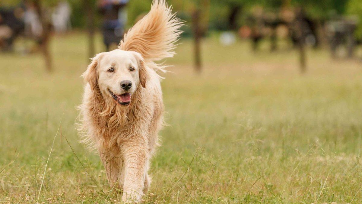 Köpekler Beden Diliyle Aslında Ne Anlatmak İstiyor? Konuşuyorlar Ama Biz Duymuyoruz...