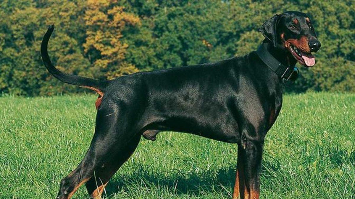 Köpekler Beden Diliyle Aslında Ne Anlatmak İstiyor? Konuşuyorlar Ama Biz Duymuyoruz...