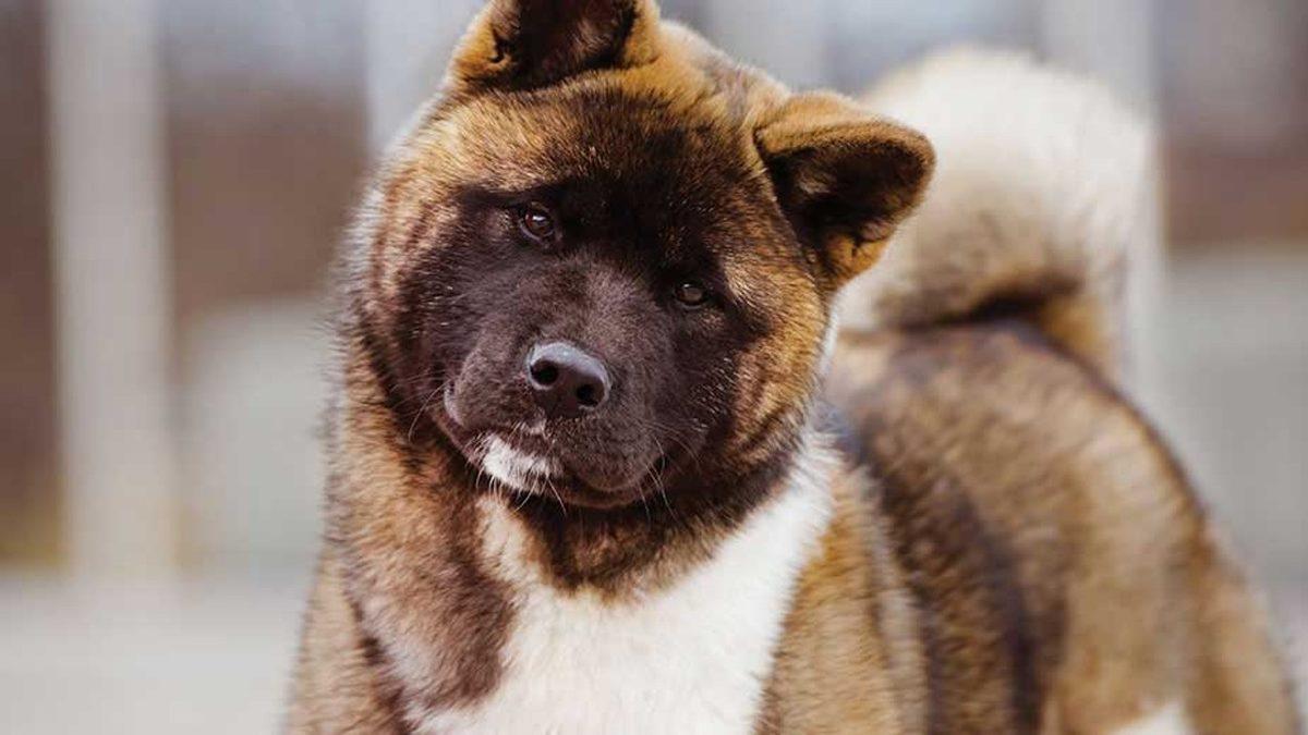 Köpekler Beden Diliyle Aslında Ne Anlatmak İstiyor? Konuşuyorlar Ama Biz Duymuyoruz...