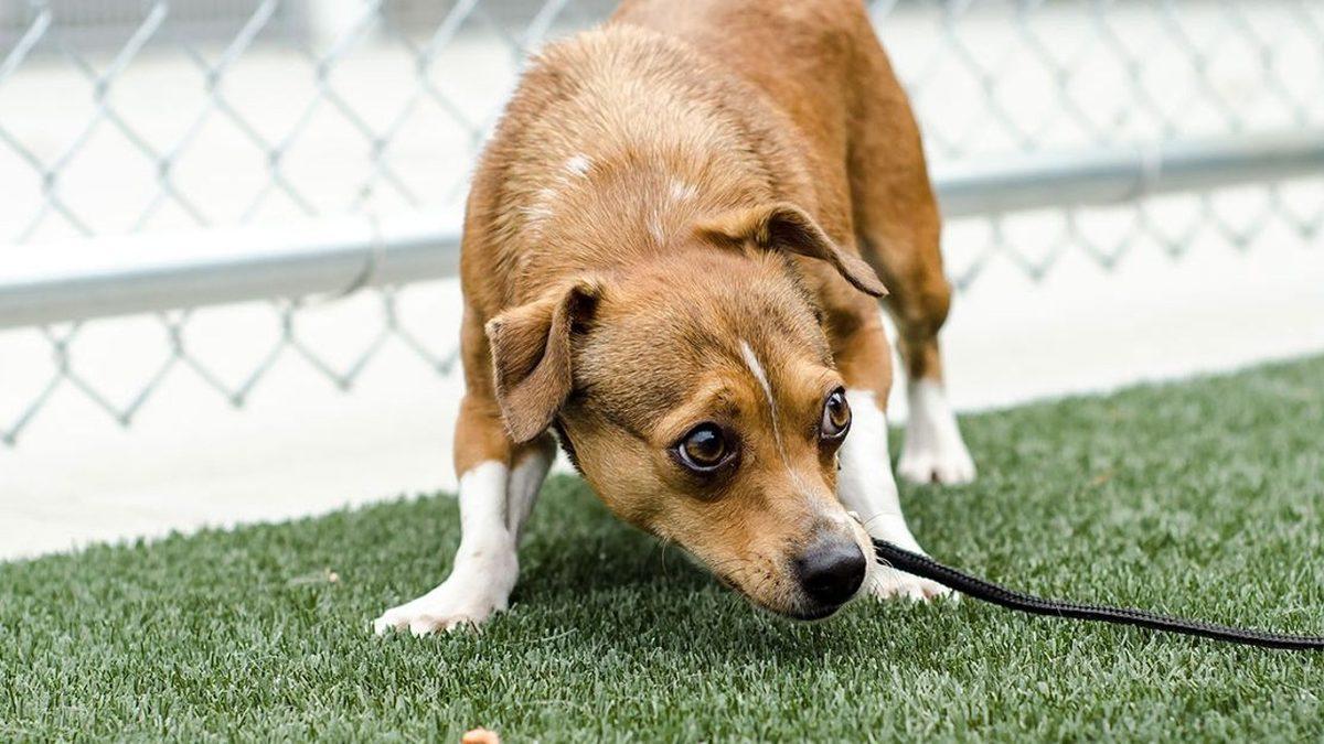 Köpekler Beden Diliyle Aslında Ne Anlatmak İstiyor? Konuşuyorlar Ama Biz Duymuyoruz...