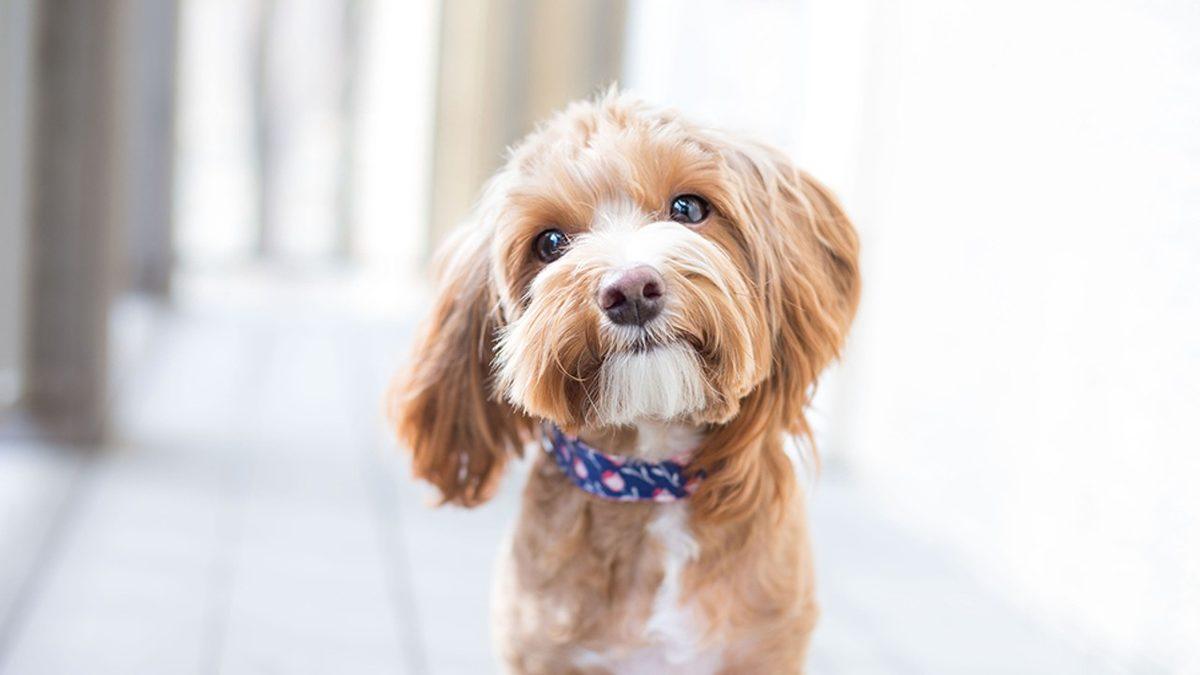 Köpekler Beden Diliyle Aslında Ne Anlatmak İstiyor? Konuşuyorlar Ama Biz Duymuyoruz...