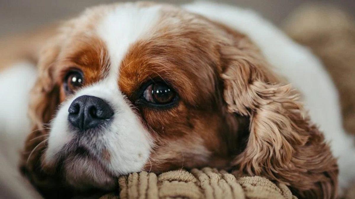 Köpekler Beden Diliyle Aslında Ne Anlatmak İstiyor? Konuşuyorlar Ama Biz Duymuyoruz...