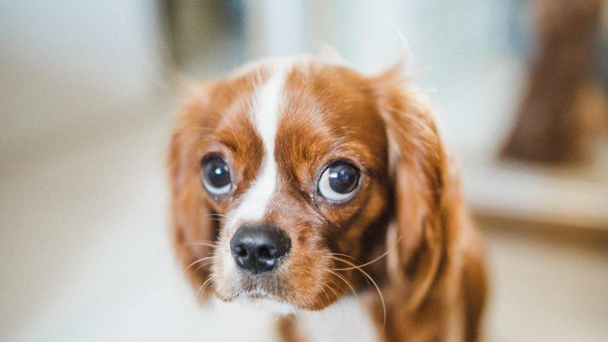 Köpekler Beden Diliyle Aslında Ne Anlatmak İstiyor? Konuşuyorlar Ama Biz Duymuyoruz...