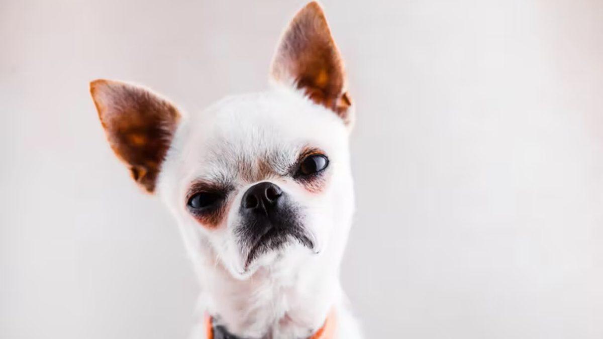 Köpekler Beden Diliyle Aslında Ne Anlatmak İstiyor? Konuşuyorlar Ama Biz Duymuyoruz...