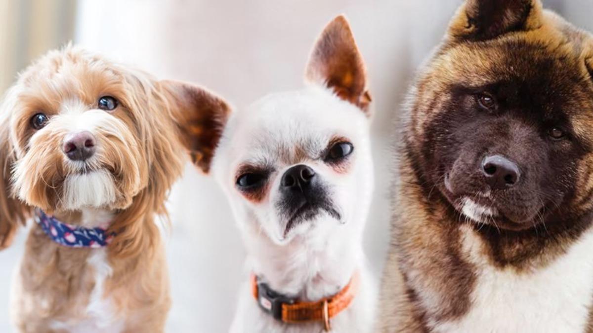 Köpekler Beden Diliyle Aslında Ne Anlatmak İstiyor? Konuşuyorlar Ama Biz Duymuyoruz...