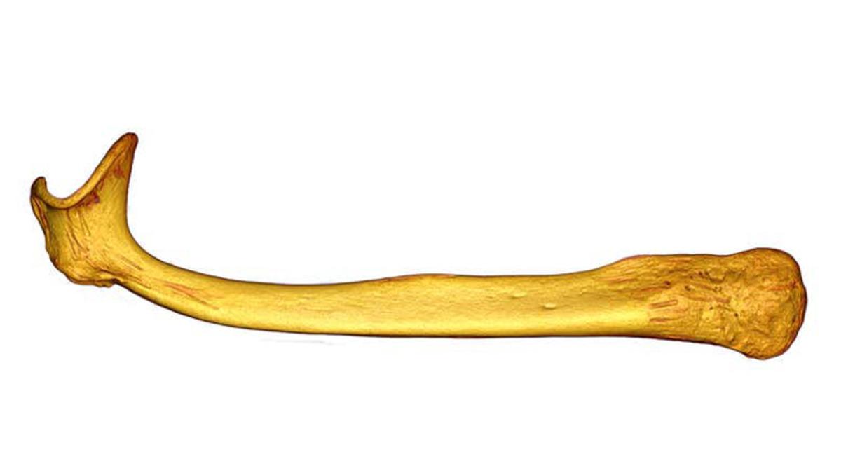 Neden Bazı Hayvanların Penis Kemiği Daha Karmaşık Kıvrımlara Sahip?