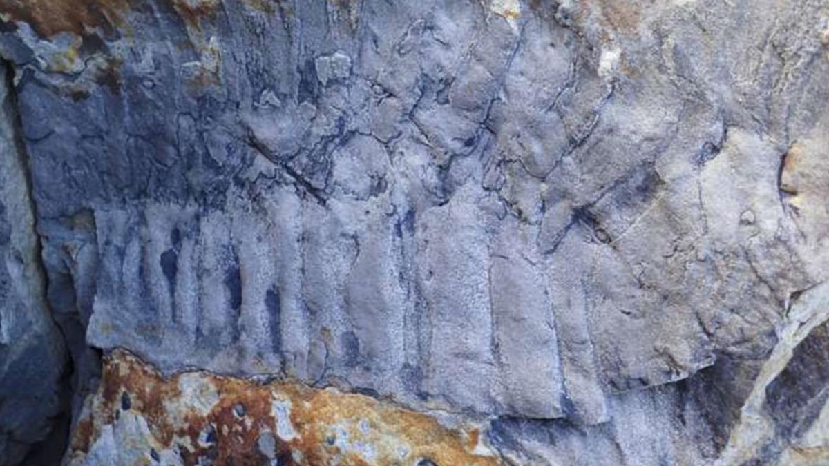 Dünyanın En Büyük Omurgasız Canlı Fosili Keşfedildi: Bir Zamanlar Araba Boyunda Kırkayaklar Yaşıyormuş