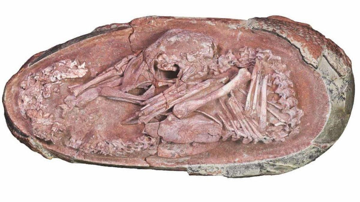 Bugüne Kadarki En Çarpıcı Dinozor Fosili Keşfedildi: 66 Milyon Yıl Boyunca Yumurtasında Korunmuş