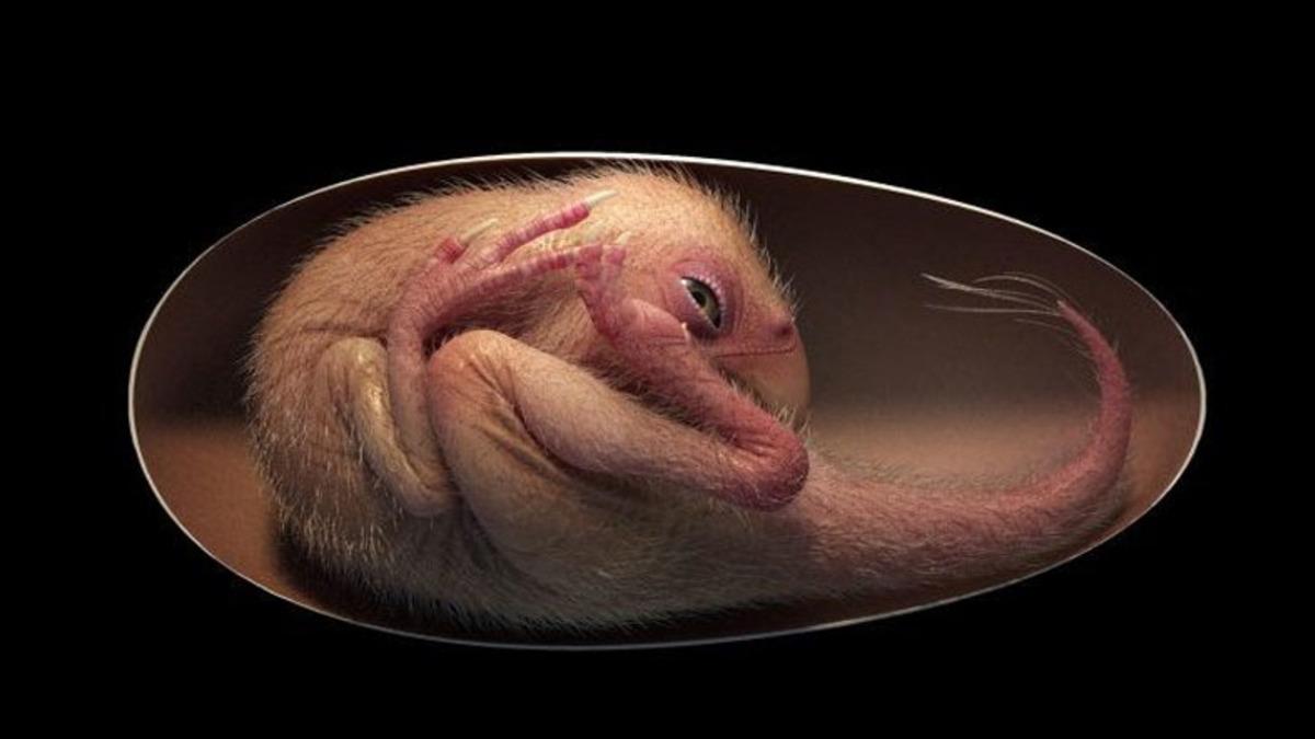 Bugüne Kadarki En Çarpıcı Dinozor Fosili Keşfedildi: 66 Milyon Yıl Boyunca Yumurtasında Korunmuş