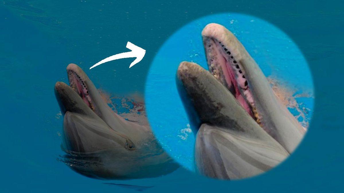 Antalya’da Bir Yunus Parkından Sızdırılan Fotoğraflar Acı Gerçeği Bir Kez Daha Gösterdi: ’Müşterilere Zarar Vermesin Diye’ Dişleri Çekiliyor