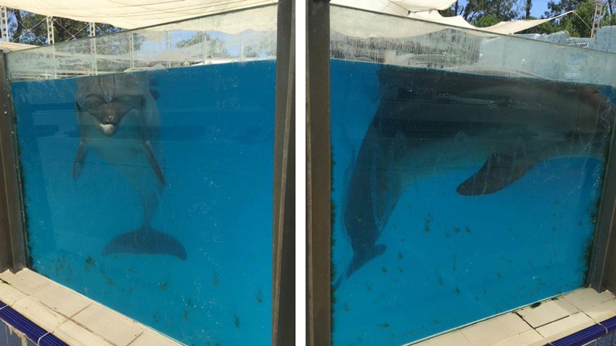 Antalya’da Bir Yunus Parkından Sızdırılan Fotoğraflar Acı Gerçeği Bir Kez Daha Gösterdi: ’Müşterilere Zarar Vermesin Diye’ Dişleri Çekiliyor