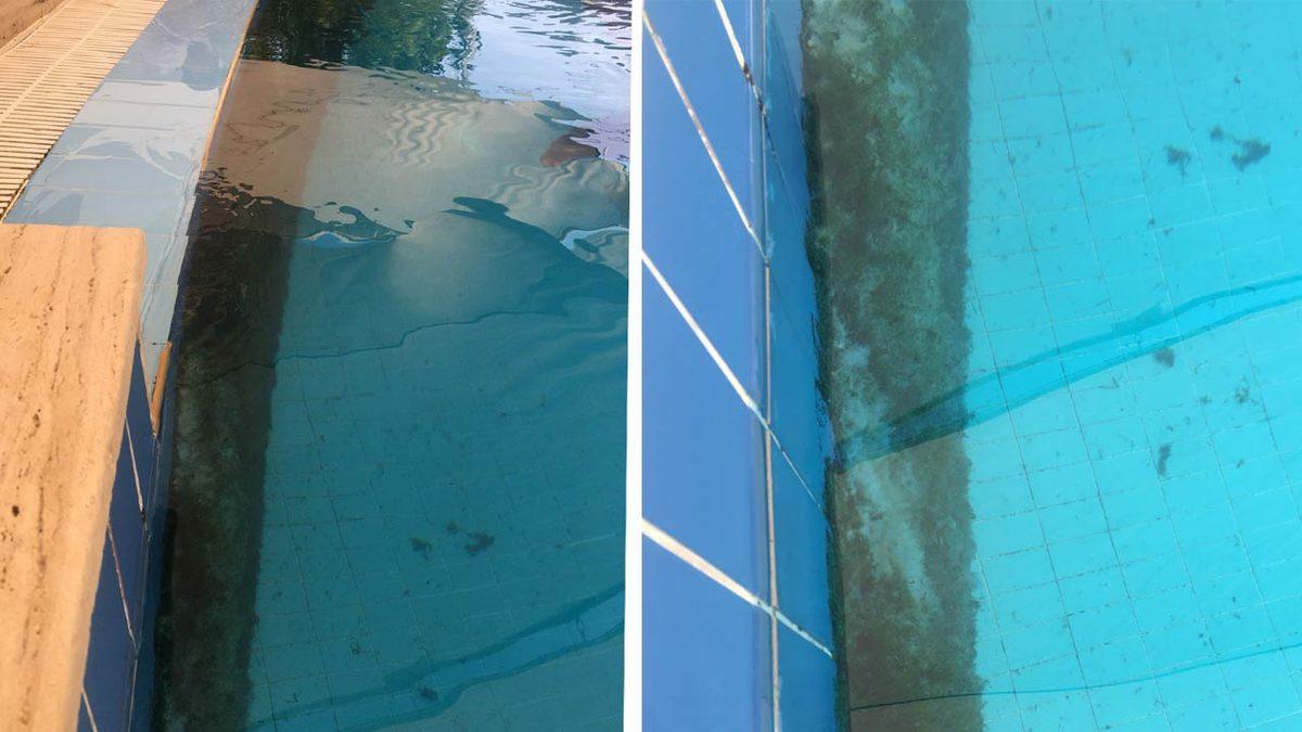 Antalya’da Bir Yunus Parkından Sızdırılan Fotoğraflar Acı Gerçeği Bir Kez Daha Gösterdi: ’Müşterilere Zarar Vermesin Diye’ Dişleri Çekiliyor