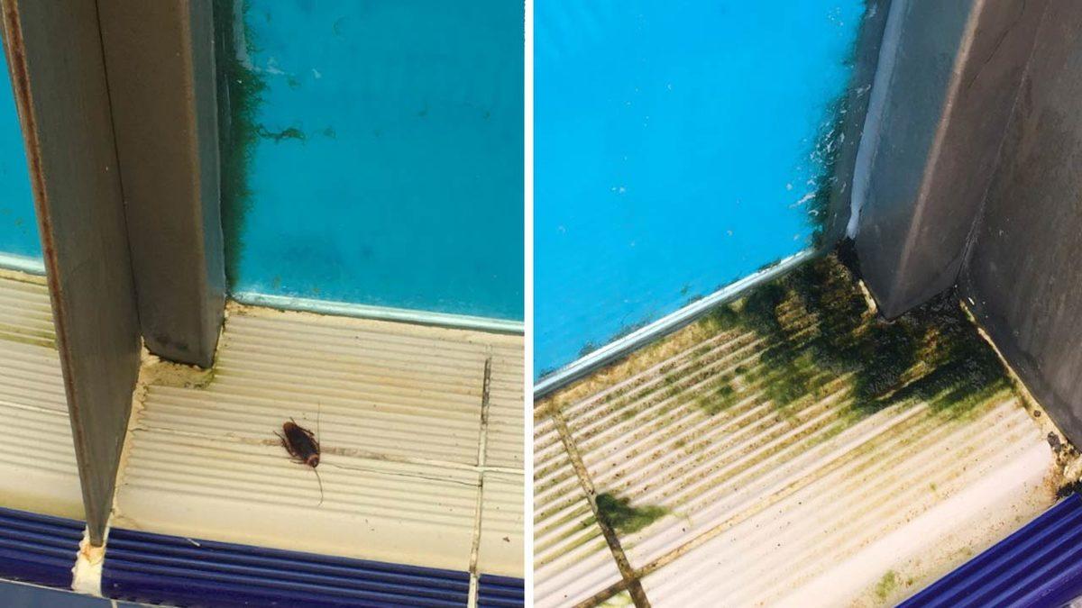 Antalya’da Bir Yunus Parkından Sızdırılan Fotoğraflar Acı Gerçeği Bir Kez Daha Gösterdi: ’Müşterilere Zarar Vermesin Diye’ Dişleri Çekiliyor