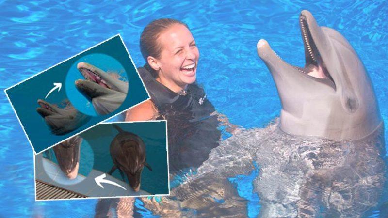 Antalya’da Bir Yunus Parkından Sızdırılan Fotoğraflar Acı Gerçeği Bir Kez Daha Gösterdi: ’Müşterilere Zarar Vermesin Diye’ Dişleri Çekiliyor