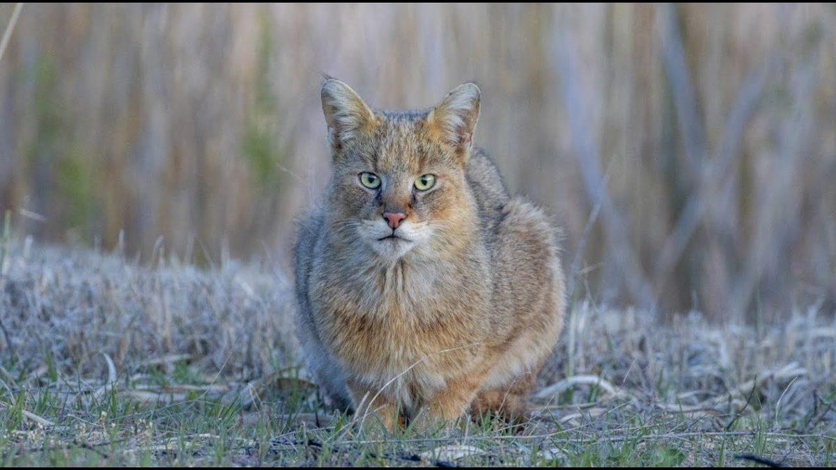 Neden Avlanırken Yaşlı, Hasta ve Sakat Olan Hayvanları Seçiyor? Saz Kedisi Hakkında 7 İlginç Bilgi