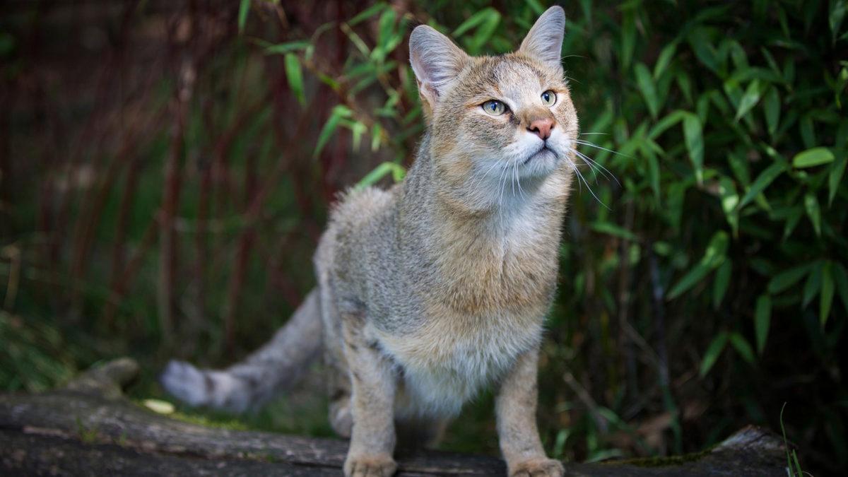 Neden Avlanırken Yaşlı, Hasta ve Sakat Olan Hayvanları Seçiyor? Saz Kedisi Hakkında 7 İlginç Bilgi