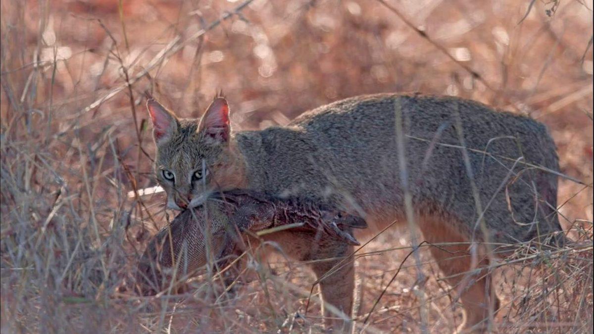 Neden Avlanırken Yaşlı, Hasta ve Sakat Olan Hayvanları Seçiyor? Saz Kedisi Hakkında 7 İlginç Bilgi