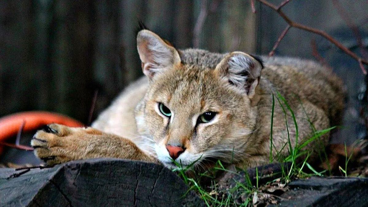 Neden Avlanırken Yaşlı, Hasta ve Sakat Olan Hayvanları Seçiyor? Saz Kedisi Hakkında 7 İlginç Bilgi