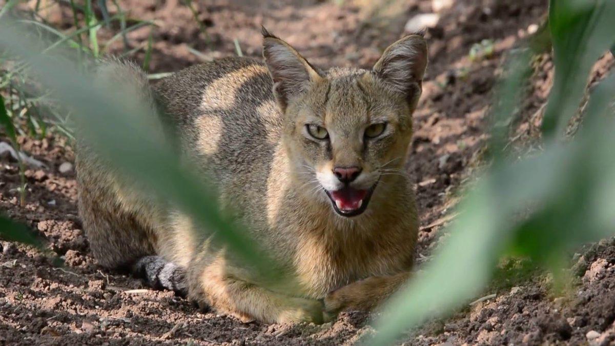 Neden Avlanırken Yaşlı, Hasta ve Sakat Olan Hayvanları Seçiyor? Saz Kedisi Hakkında 7 İlginç Bilgi