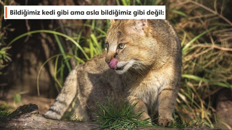 Neden Avlanırken Yaşlı, Hasta ve Sakat Olan Hayvanları Seçiyor? Saz Kedisi Hakkında 7 İlginç Bilgi