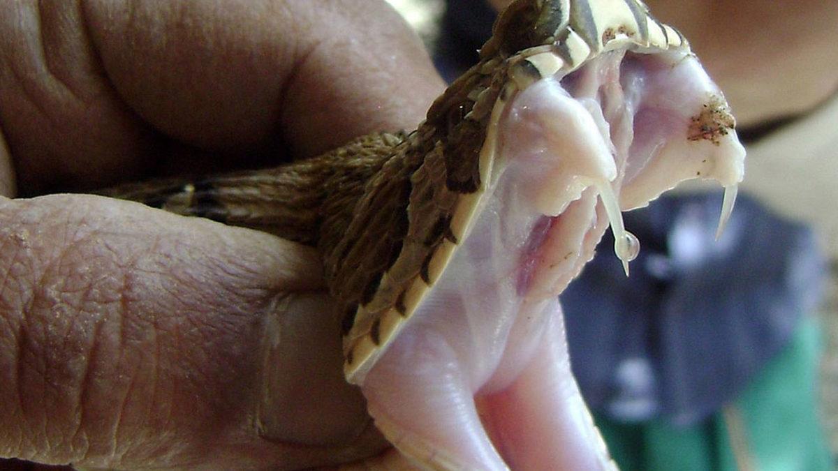 Yılanlar ve Memeli Tükürüğünün Aynı Atadan Geldiği Ortaya Çıktı: İnsanlar da Zehirli Olabilirmiş