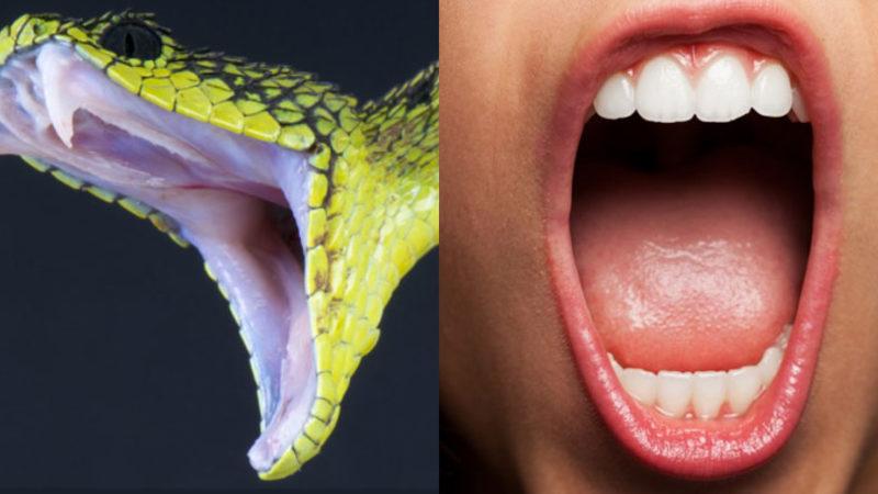 Yılanlar ve Memeli Tükürüğünün Aynı Atadan Geldiği Ortaya Çıktı: İnsanlar da Zehirli Olabilirmiş