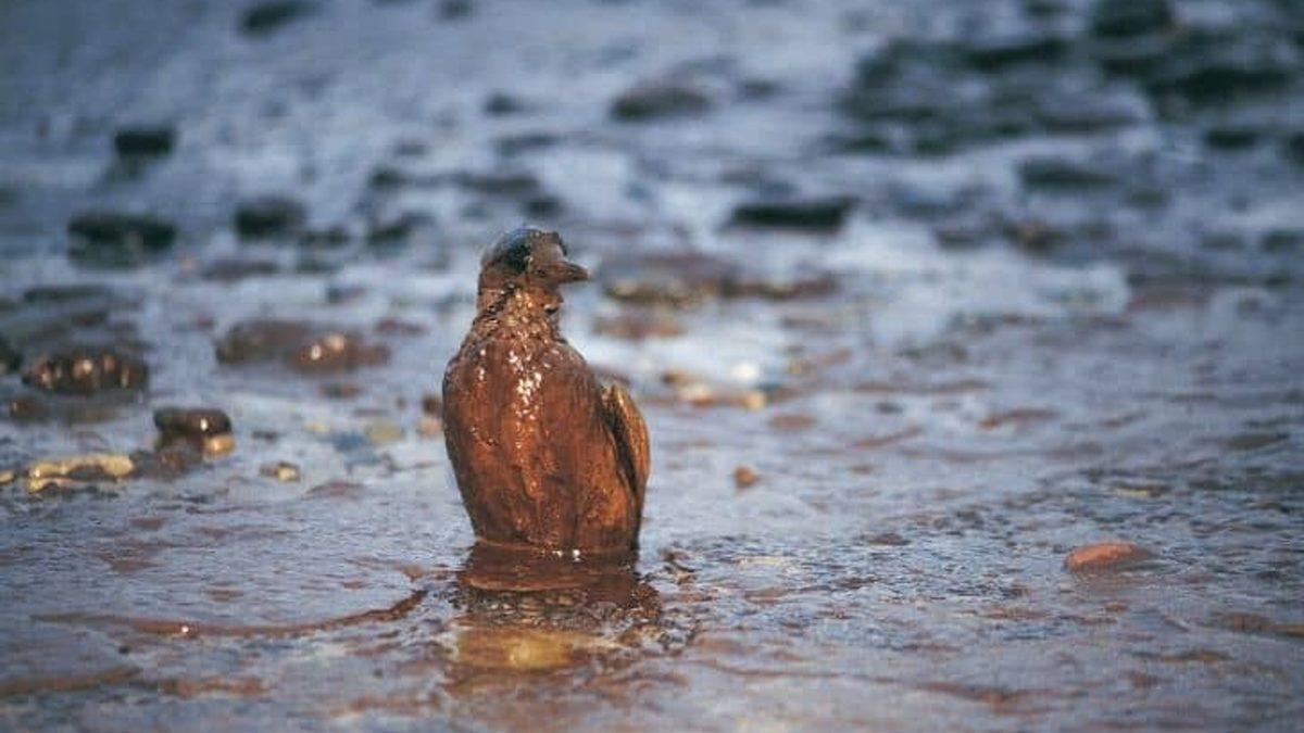 En Az Çernobil Kadar Dünyamıza Zarar Veren, Tarihin En Büyük Petrol Faciası: Deepwater Horizon