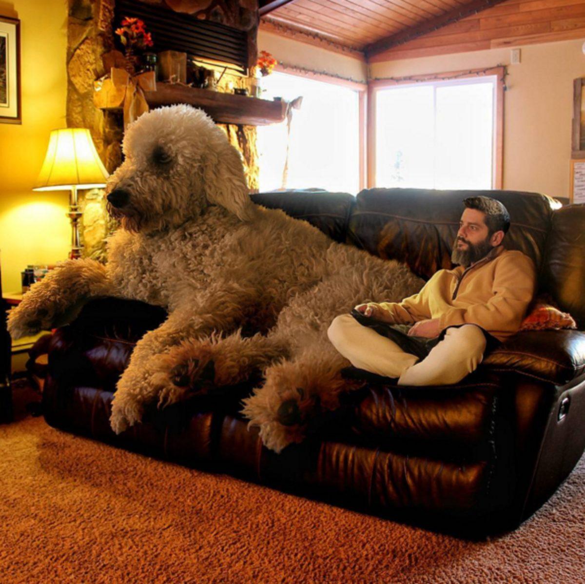 Köpeğini Dev Bir Canavara Dönüştüren Photoshop Ustası