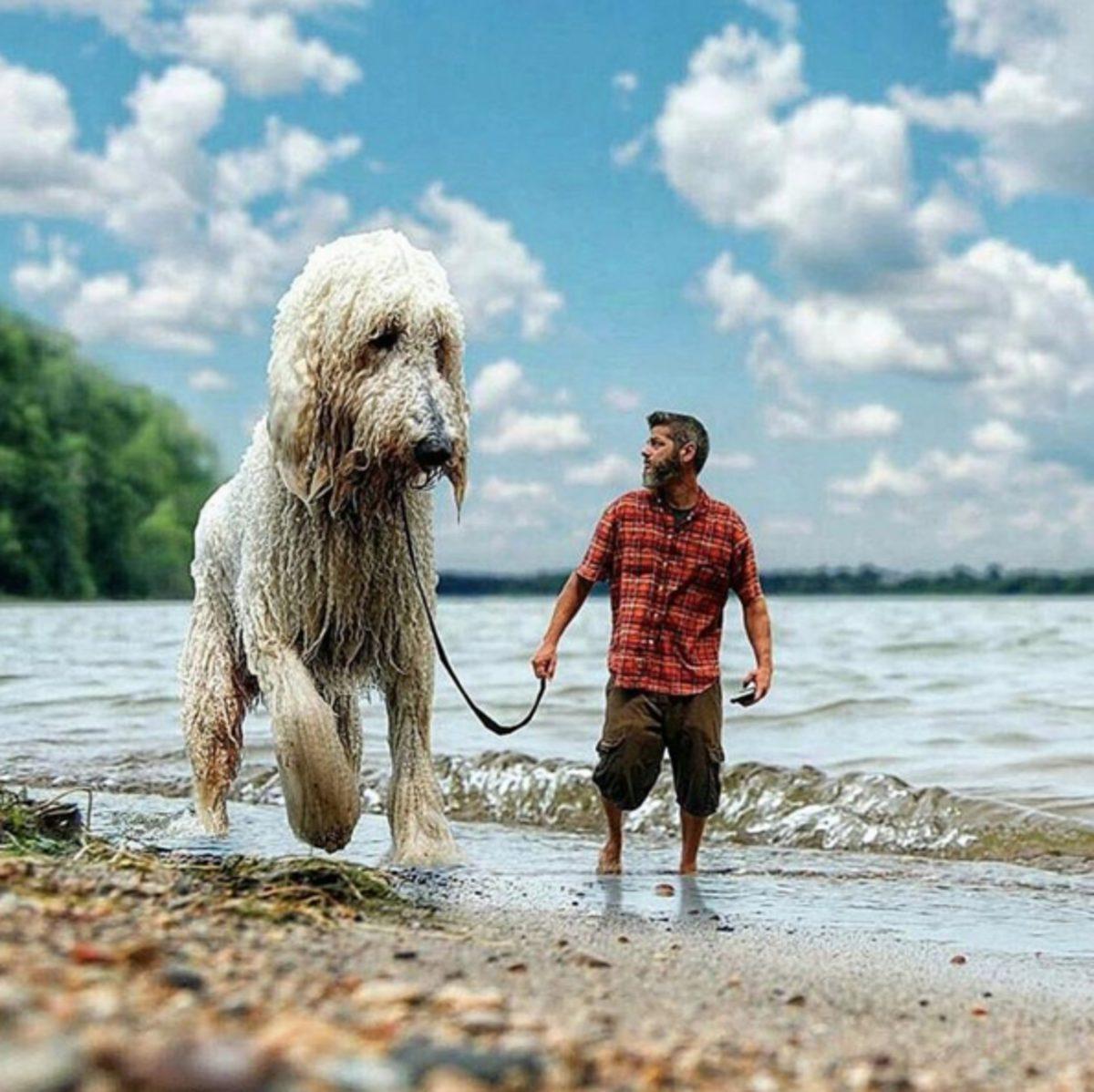 Köpeğini Dev Bir Canavara Dönüştüren Photoshop Ustası