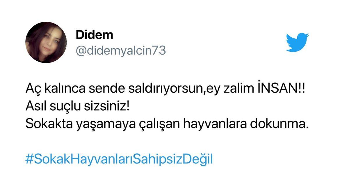 Cumhurbaşkanı Erdoğan’ın ’Sokak Hayvanlarının Toplatılması’ Teklifi Sosyal Medyanın Gündeminde: İşte Gelen Tepkiler