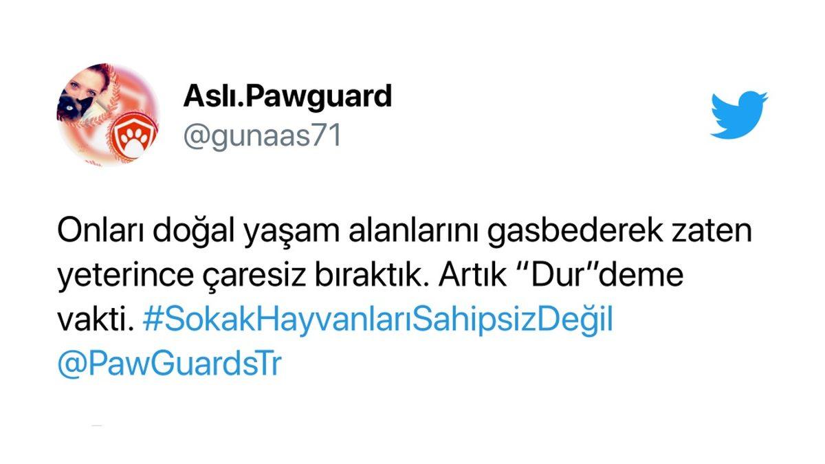Cumhurbaşkanı Erdoğan’ın ’Sokak Hayvanlarının Toplatılması’ Teklifi Sosyal Medyanın Gündeminde: İşte Gelen Tepkiler