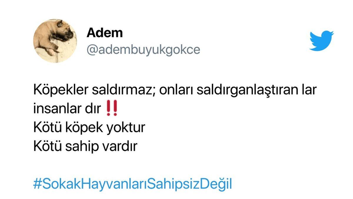 Cumhurbaşkanı Erdoğan’ın ’Sokak Hayvanlarının Toplatılması’ Teklifi Sosyal Medyanın Gündeminde: İşte Gelen Tepkiler