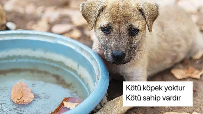 Cumhurbaşkanı Erdoğan’ın ’Sokak Hayvanlarının Toplatılması’ Teklifi Sosyal Medyanın Gündeminde: İşte Gelen Tepkiler