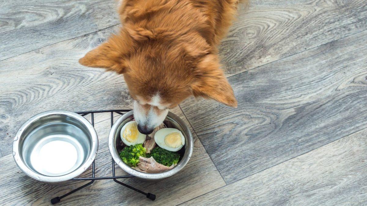 Köpeğinizin Sağlıklı Bir Hayat Yaşaması İçin Ona Verebileceğiniz 11 Yiyecek