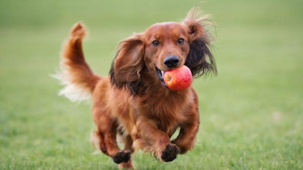 Köpeğinizin Sağlıklı Bir Hayat Yaşaması İçin Ona Verebileceğiniz 11 Yiyecek