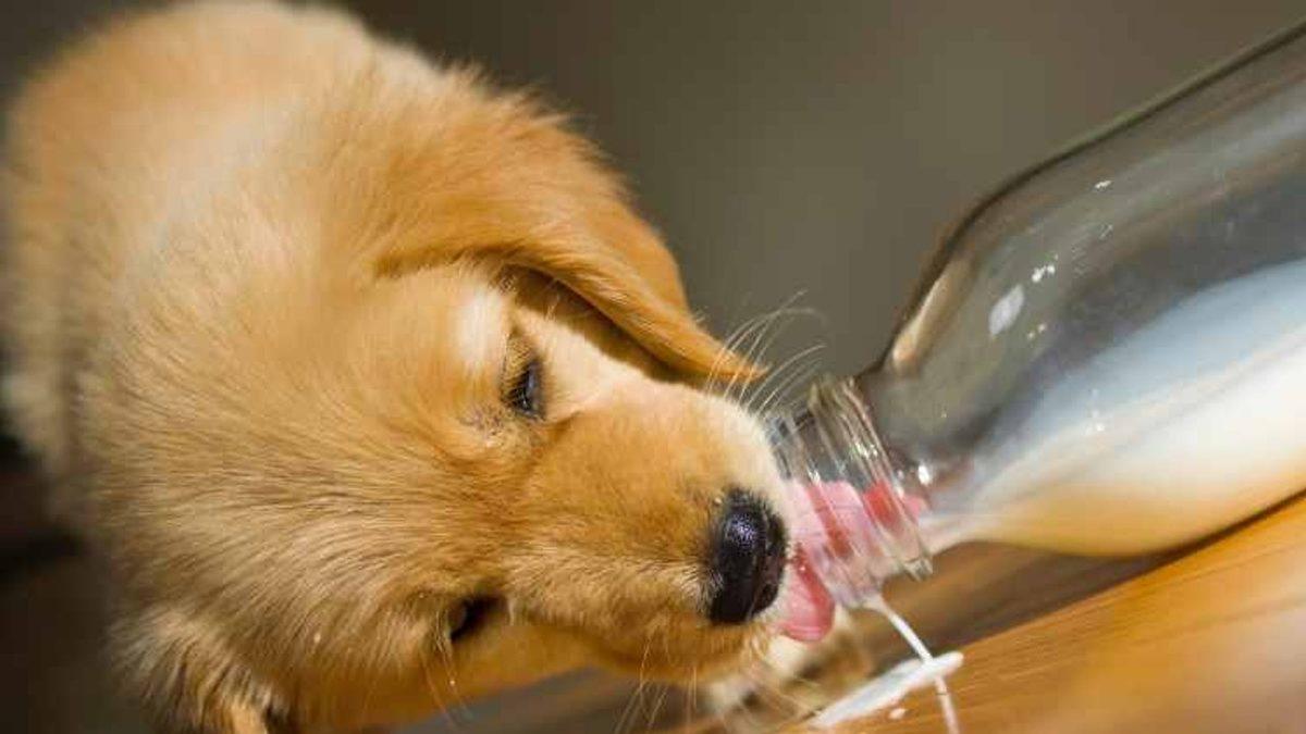 Köpeğinizin Sağlıklı Bir Hayat Yaşaması İçin Ona Verebileceğiniz 11 Yiyecek